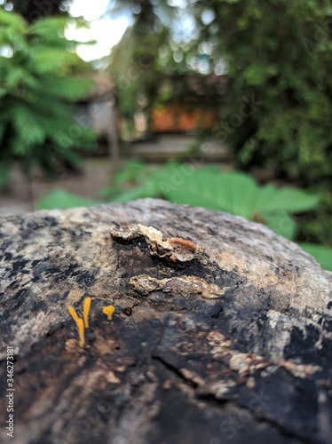 Imagem de tronco de árvore desfocada com fungos.