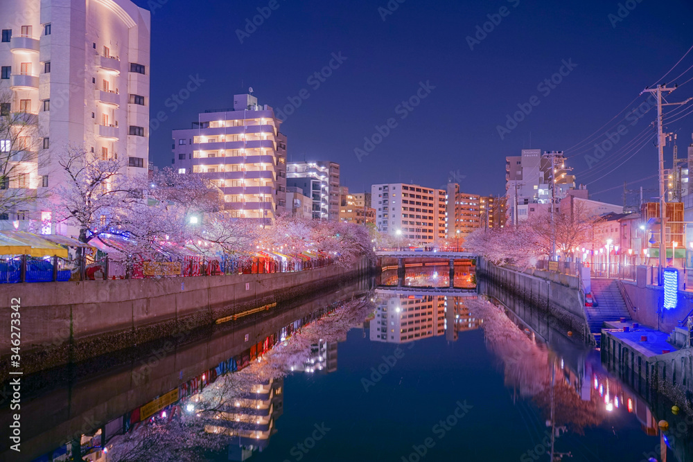 Obraz premium 大岡川プロブナードの夜桜