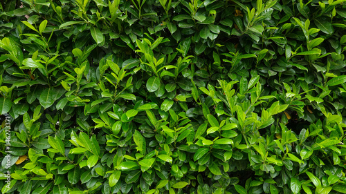 Wallpaper Mural Fresh green leaves at the bushes. Spring background. Close up. Amsterdam park Torontodigital.ca