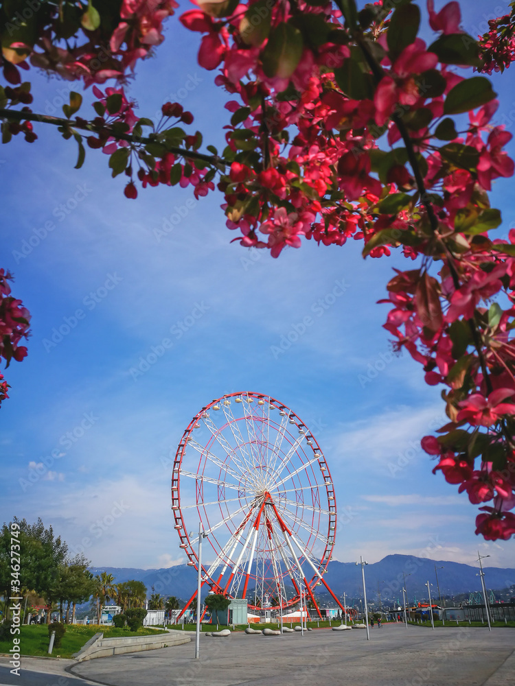 Fototapeta premium spring blooming sakura in defocus, ferris wheel, in the background mountains 06 May 2020 Batumi Georgia