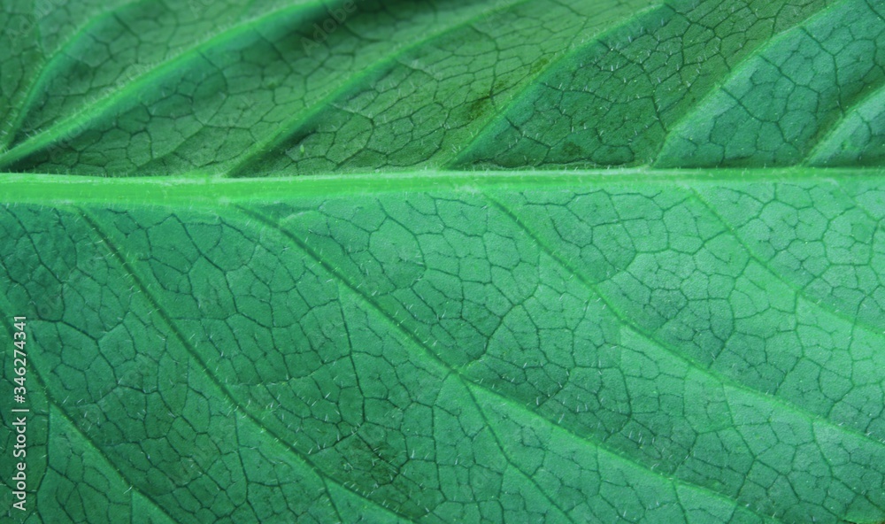 Obraz premium green leaf texture