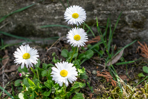 Wildflowers - daisies