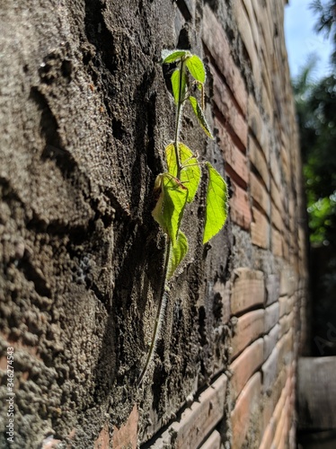 Foto de uma planta nascendo entre as frestas de um muro. photo