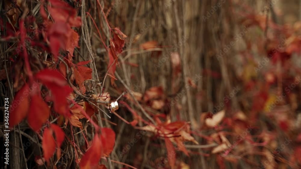 Wedding rings hang on a branch of grapevine
 against a background of colored leaves in gold autumn. Slow motion. Can be used as background.