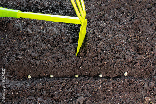 pea seeds when sowing on the background of the soil