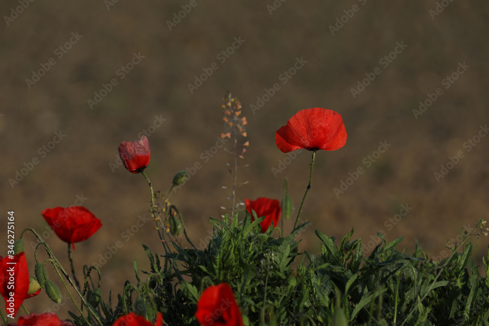 Obraz premium Klatschmohn