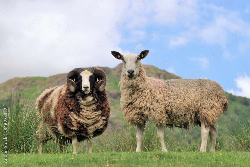 Obraz premium sheep in the field