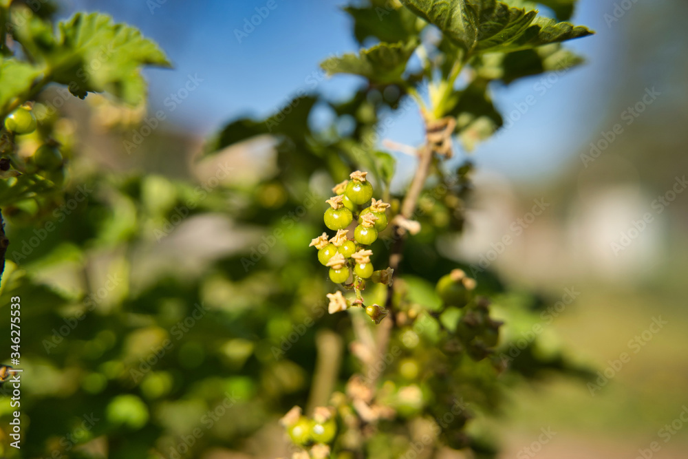 grapes on the vine