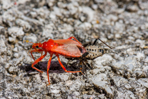 Red bug shedding its exoskeleton.