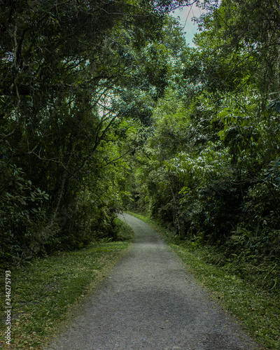 road in the forest