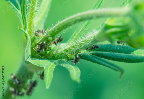Ants taking care of greenfly that feed on a plant. In return ants feed on aphids sweet excertion.