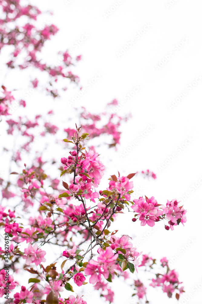 Ornamental apple tree blooming called cooking apple. Spring flowering garden fruit tree. Amazing wallpaper with beautiful closeup of pink Siberian crab apple blossoms Ornamental apple tree blooming called cooking apple. Spring flowering garden fruit tree. Amazing wallpaper with beautiful closeup of pink Siberian crab apple blossoms