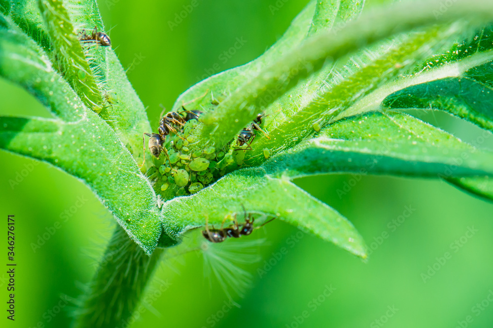 Ants taking care of greenfly that feed on a plant. In return ants feed on aphids sweet excertion. Ants taking care of greenfly that feed on a plant. In return ants feed on aphids sweet excertion.