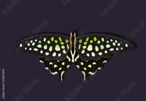 Graphium agamemnon butterfly. The lepidopteran is sitting on the wall. Vector illustration of a day butterfly with black and green wings. Black stripe, light green spots.
