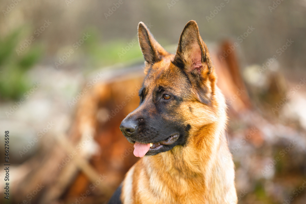 Portrait of a German shepherd in a park. Purebred dog. Portrait of a German shepherd in a park. Purebred dog.