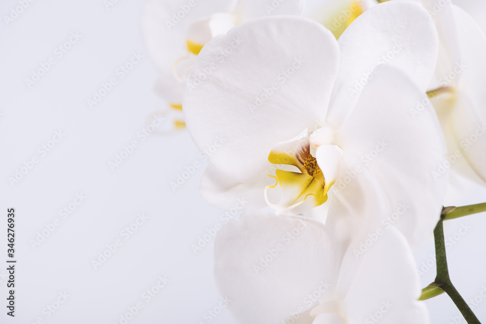 A beautiful and elegant white phalaenopsis orchid with fuchsia lips on a white background A beautiful and elegant white phalaenopsis orchid with fuchsia lips on a white background