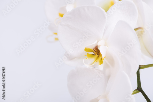 A beautiful and elegant white phalaenopsis orchid with fuchsia lips on a white background