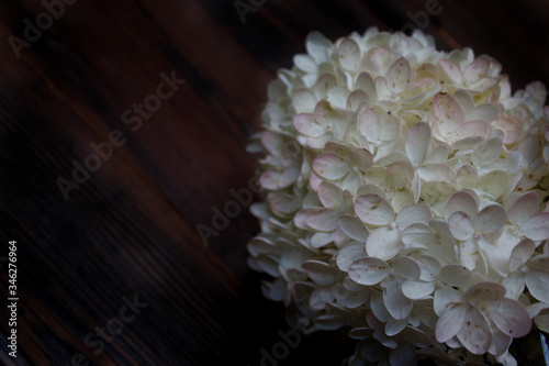 Photography pee gee hydrangea with wooden background and copy space