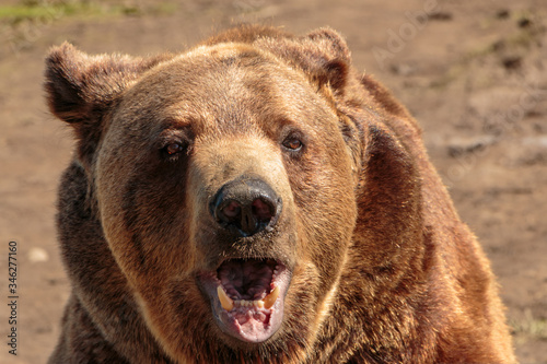 Close-up grizzly bear with mouth open