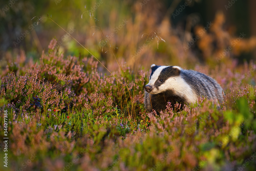 Appealing european badger, meles meles, looking in summer nature with head held up. Curious wild mammal in moorland with pink heather. Animal wildlife with copy space.