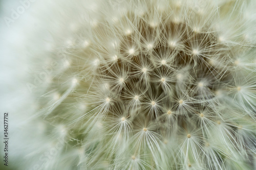 Macro view of beautiful dandelion seeds on a green background.