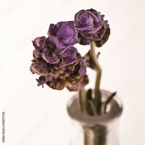 Lavender against white background.