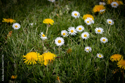 Common daisy and dandelion flowers in full bloom in my backyard. Beautiful and warm spring day. 