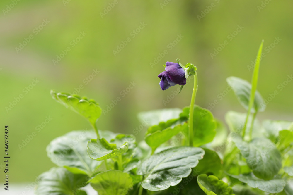 green grass and the first flower bloomed
green grass and the first flower bloomed