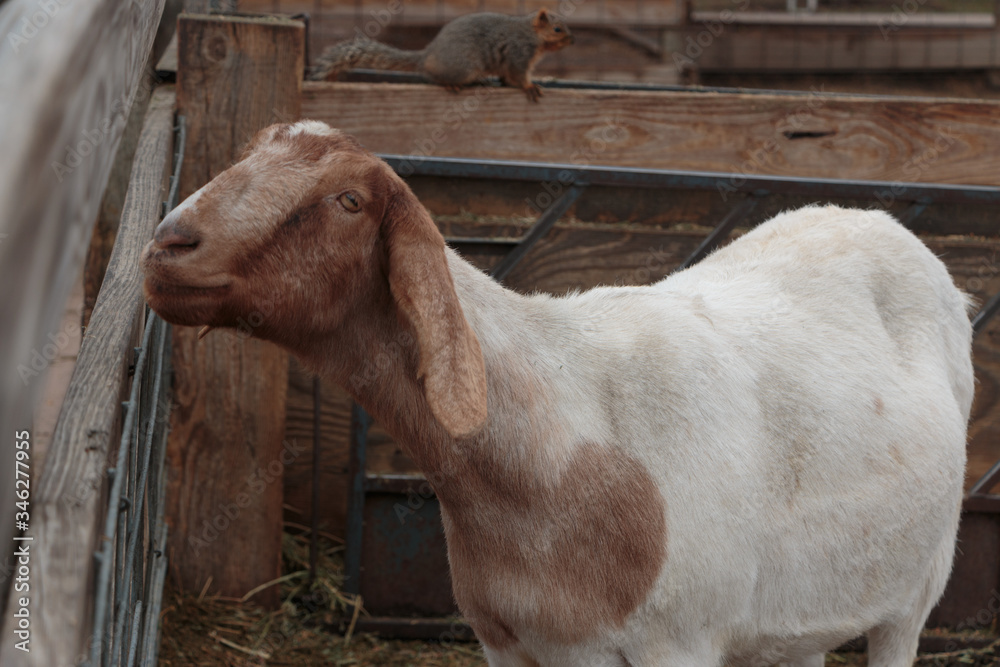 Brown and white nanny goat Brown and white nanny goat
