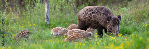 Enchanting herd of wild boar, sus scrofa, feeding on meadow in spring nature. Mother animal and little striped piglets grazing on green grass together with copy space.