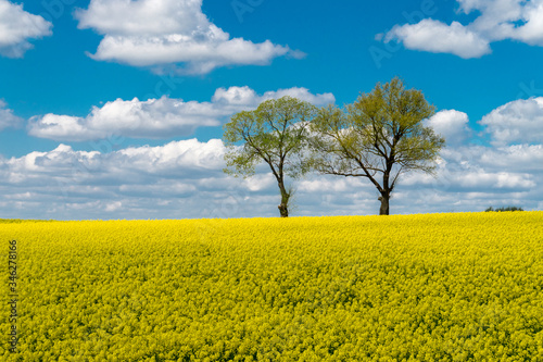 Vivid colors of yellow field landscape