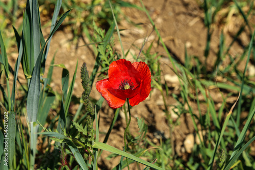 Close up of a wild poppy flower on a meadow