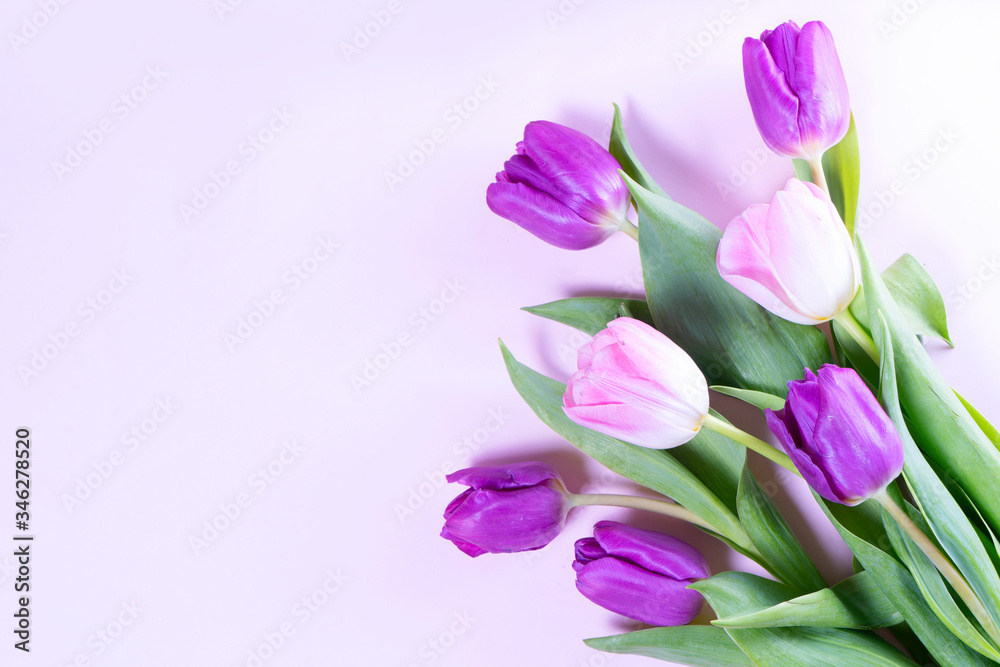 Pink blooming tulips Pink blooming tulips