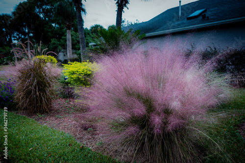 lavendar grass