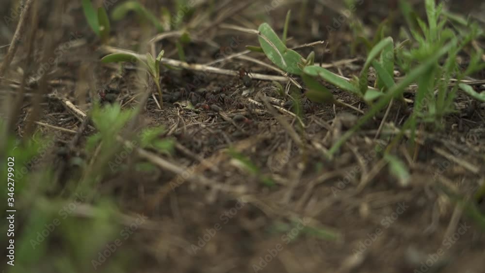 A major plan. many ants moving. in the field. the view from the top. slow motion A major plan. many ants moving. in the field. the view from the top. slow motion