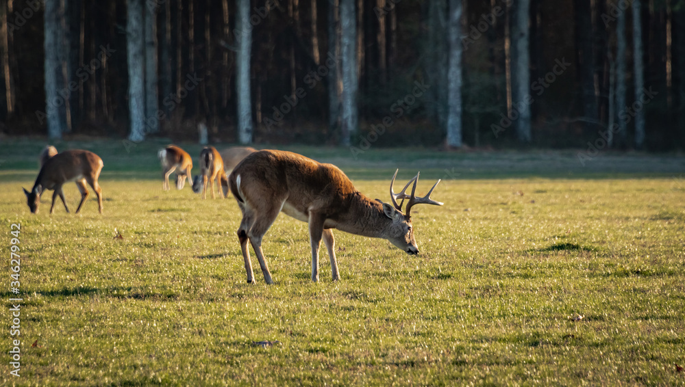 White tailed deer near roadside in wildlife refuge in Rome Georgia.