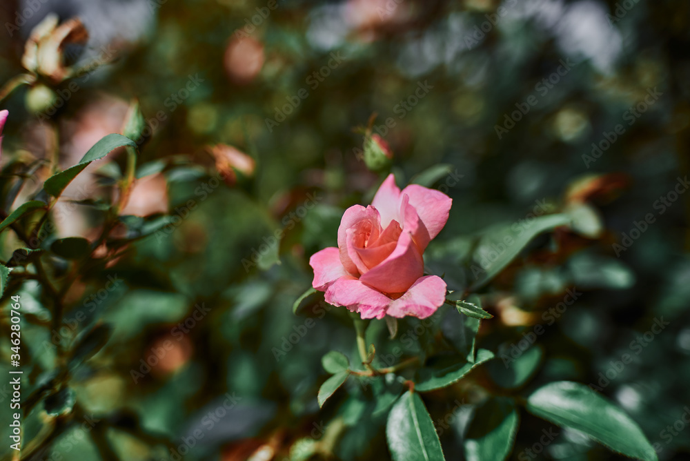 lonely pink rose with special and beautiful bokeh 1