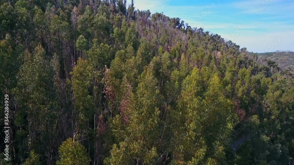 Burnt mountains and forests of Monchique Natural Park. A view from the sky of a drone. Burnt mountains and forests of Monchique Natural Park. A view from the sky of a drone.