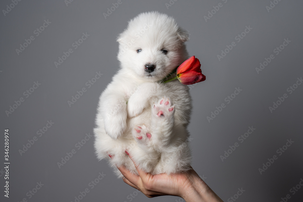 Cute samoyed puppy holds tulip and looking at the camera
