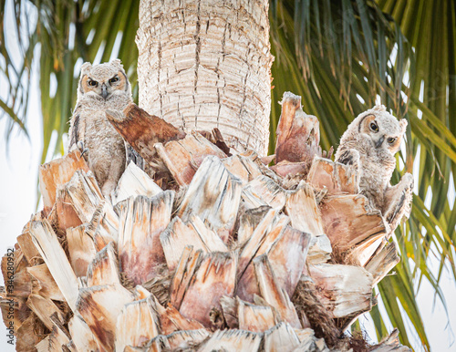Great Horned Owl Owlets Fledging in Scottsdale Nest