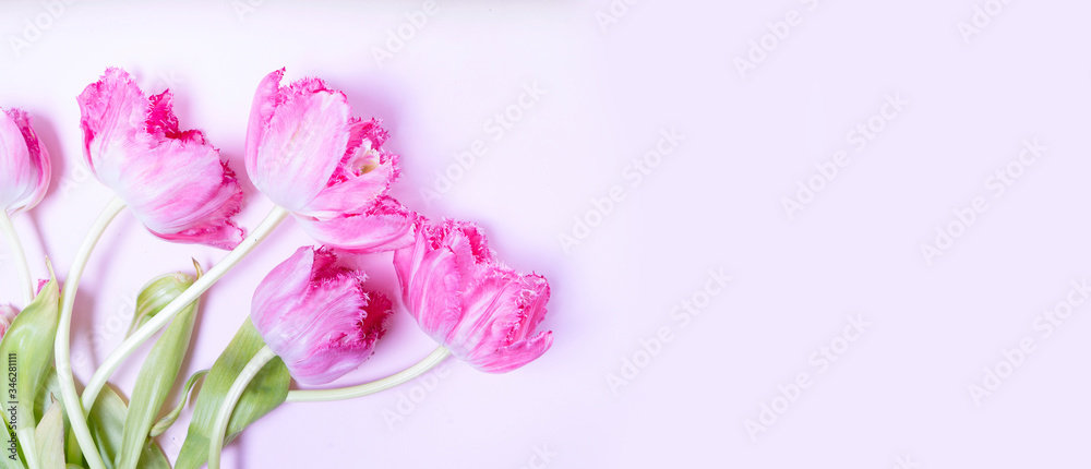 Pink blooming tulips