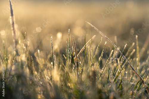 Close view of frozen grass in sunny morning.