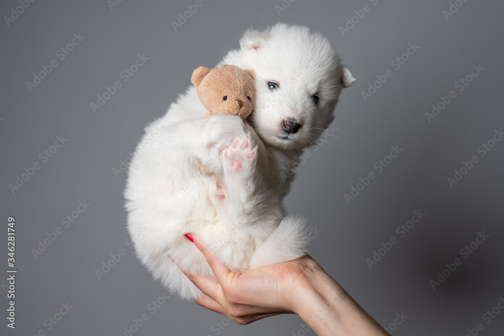 Female hand holds samoyed puppy with teddy bear