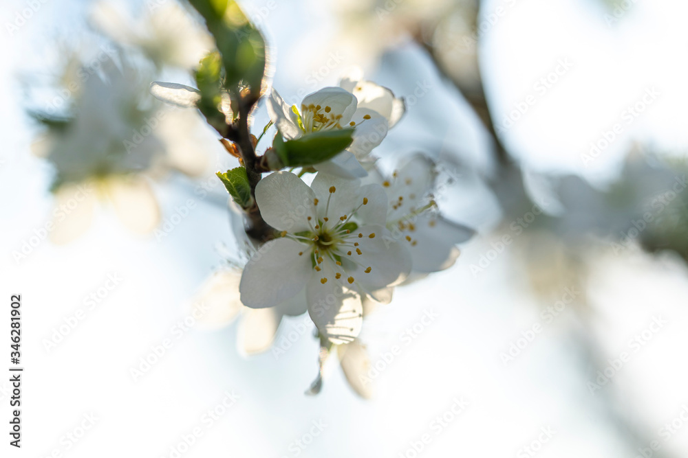 Beautiful tender tree blossom in morning purple sun light, floral background, spring blooming flowers.