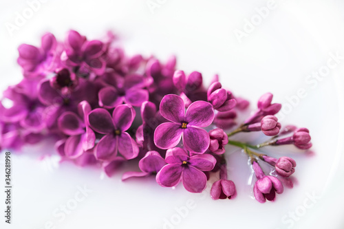 Lilac flower closeup on white background. Macro lilac branch in light water or milk. Bushes Flowers in High-key. Purple spring blossom of syringa. Beautiful bouquet of spring lilac. Soft focus