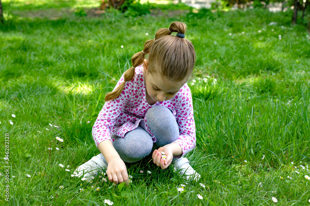 beautiful little girl in a dress playing, collects daisies in the grass beautiful little girl in a dress playing, collects daisies in the grass