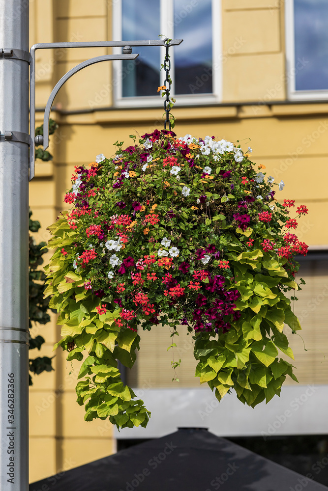 Flowers in a pot hanging on a pole in the city
