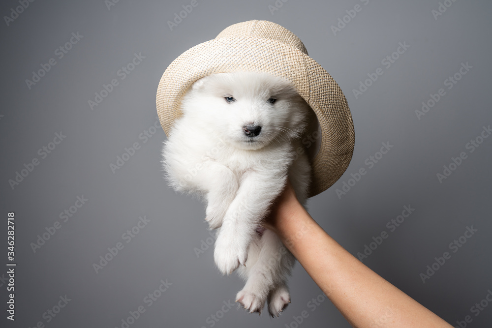 Gorgeous white samoyed puppy in hat isolated on grey background Gorgeous white samoyed puppy in hat isolated on grey background