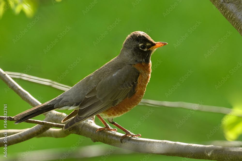 American Robin in a Tree on a Spring Afternoon American Robin in a Tree on a Spring Afternoon