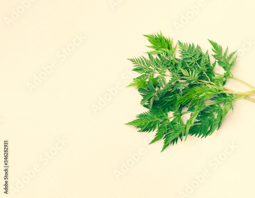 bunch of green leaves on a light background. place for text © natura999